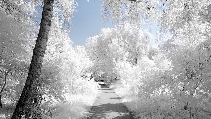 الأشجار ذات الأوراق البيضاء ، الطبيعة ، الشتاء ، الثلج ، المناظر الطبيعية، خلفية HD