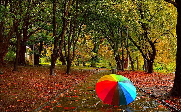 Outono, chuva, guarda-chuva, parque, outono, folhagem, cores, folhas, HD papel de parede
