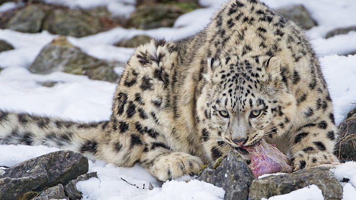 gatto selvatico, leopardi delle nevi, leopardo (animale), grandi felini, animali, mammiferi, Sfondo HD