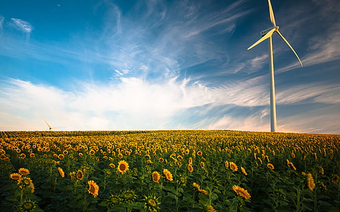Wind turbine Sunflower field 4K, Sunflower, Field, Wind, Turbine, HD wallpaper HD wallpaper