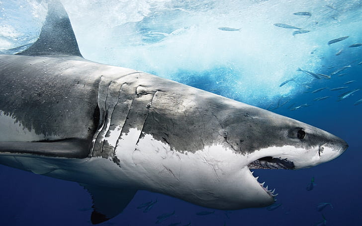 Perfil de tiburón grande, gran tiburón blanco, tiburón, tiburón blanco, océano, Fondo de pantalla HD