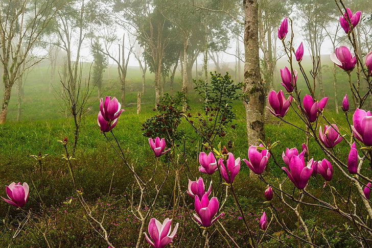 forest, trees, flowers, branches, nature, fog, Park, Bush, spring, pink, flowering, Magnolia, HD wallpaper