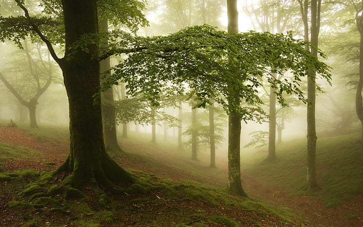 Туман, лес, деревья, Туман, Лес, Деревья, HD обои