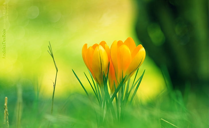 Gelbe Krokusblumen, gelbe Blumen mit Blütenblättern, Jahreszeiten, Frühling, Grün, Makro, Frühjahr, Krokus, gelbe Krokusblumen, HD-Hintergrundbild