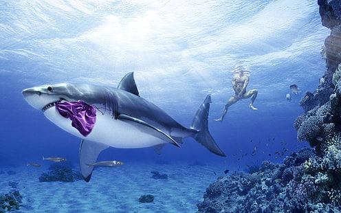 great white shark, animals, shark, fish, men, underwater, humor, HD wallpaper HD wallpaper