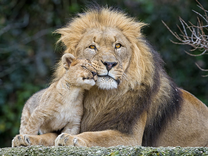 erwachsener Löwe und Jungtier, Katzen, Löwe, Löwe, пара © Tambako The Jaguar, HD-Hintergrundbild