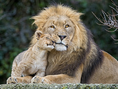 adult lion and cub, cats, Leo, lion, пара ©Tambako The Jaguar, HD wallpaper HD wallpaper