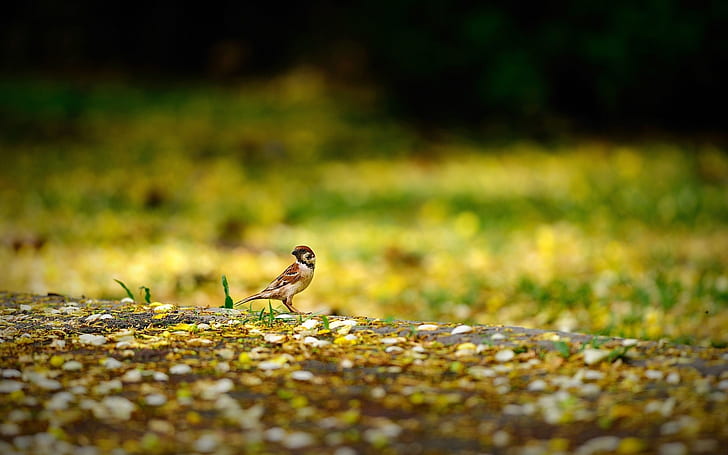 Bird, sparrow, ground, yellow, Bird, Sparrow, Ground, Yellow, HD wallpaper