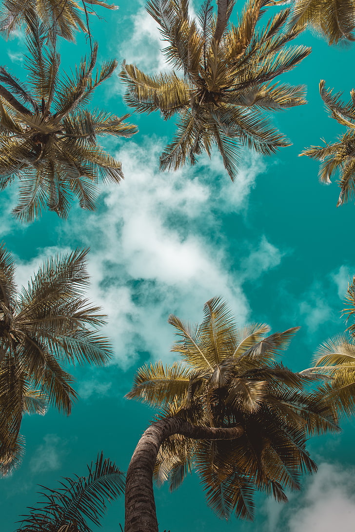 пальмы, вид снизу, облака, небо, ветки, тропики, листья, HD обои, телефон обои
