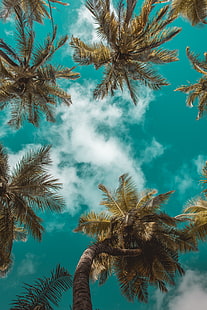 palmiye ağaçları, alttan görünüm, bulutlar, gökyüzü, dalları, tropikler, yapraklar, HD masaüstü duvar kağıdı HD wallpaper