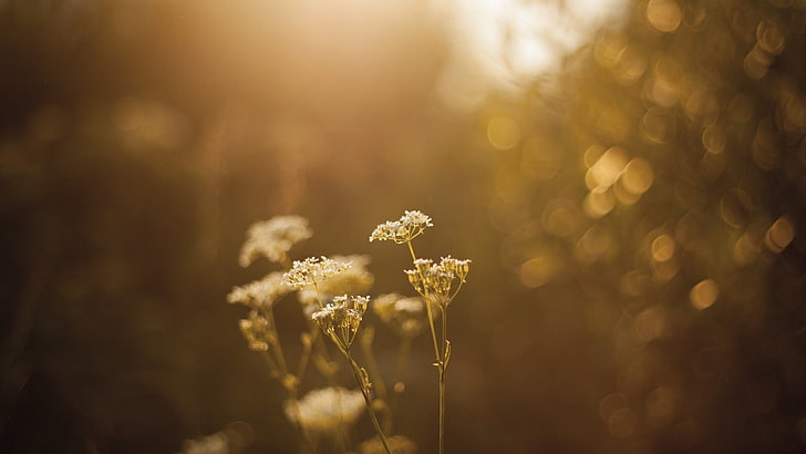 gold-colored chain necklace, bokeh, nature, flowers, sunlight, depth of field, HD wallpaper