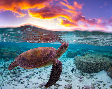 море, вода, облака, океан, черепаха, риф, раскол, HD обои HD wallpaper