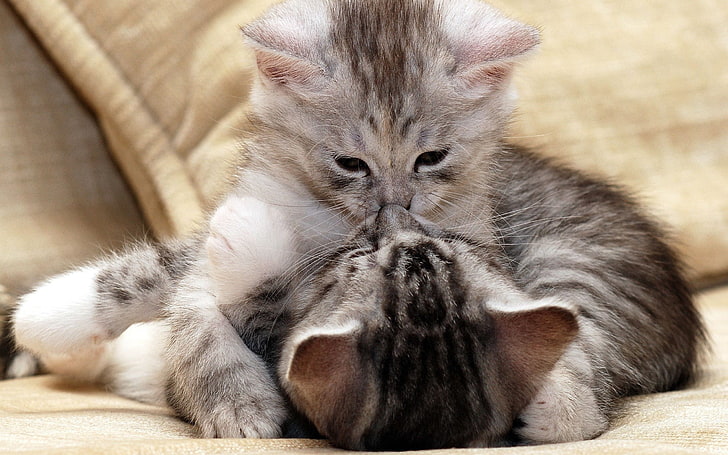 ลูกแมวสีเทาสองตัวแมวสัตว์กอดลูกแมวสัตว์เลี้ยงลูกด้วยนมเล่น, วอลล์เปเปอร์ HD