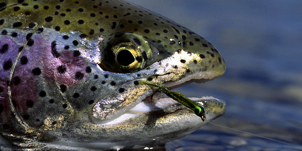 ikan, ikan, memancing, olahraga, trout, air, Wallpaper HD HD wallpaper