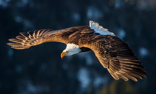 Adler, Tiere, Vögel, Fliege, HD-Hintergrundbild HD wallpaper