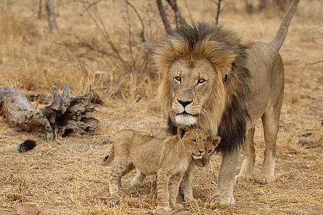 ライオン、雄、ライオンの子、家族、アフリカ、捕食者、 HDデスクトップの壁紙 HD wallpaper