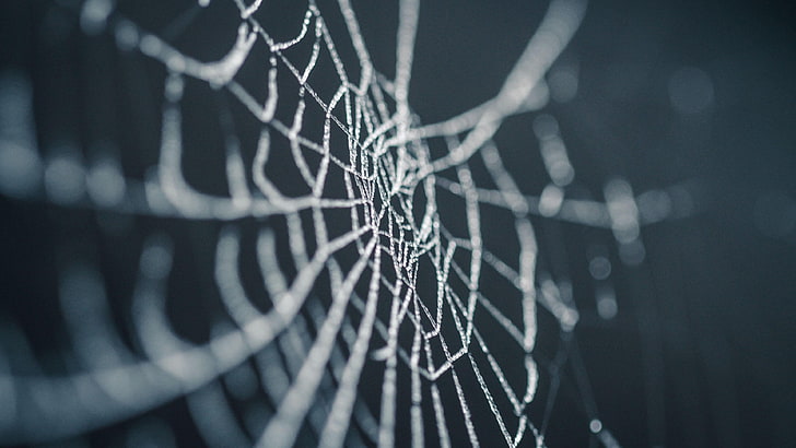 Spider webs HD wallpapers free download