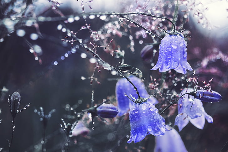 Flowers, Bellflower, Blue Flower, Close-Up, Flower, Water Drop, HD wallpaper