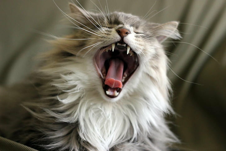 long-coated white and grey cat, Yawning, long, coated, white, gray  maine, maine  coon, teeth, animal, pets, looking, HD wallpaper