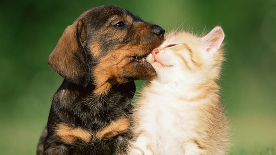Djur, katt & hund, bedårande, katt, hund, kattunge, valp, HD tapet HD wallpaper