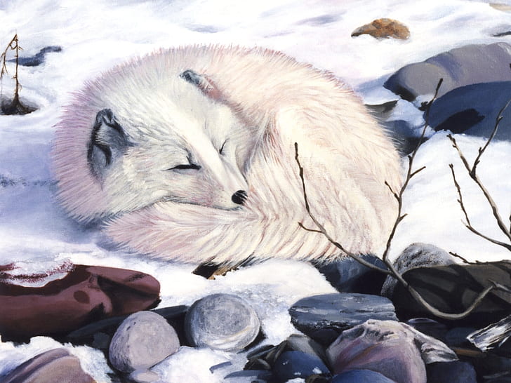 arctic fox camoflouge All Curled Up... Animals Other HD Art , cute, Fox, snow, white, arctic fox, camoflouge, HD wallpaper