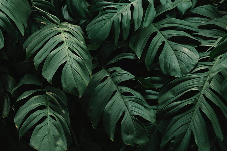 아름다운 녹색 잎, 몬스 테라, HD 배경 화면