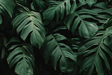 아름다운 녹색 잎, 몬스 테라, HD 배경 화면 HD wallpaper