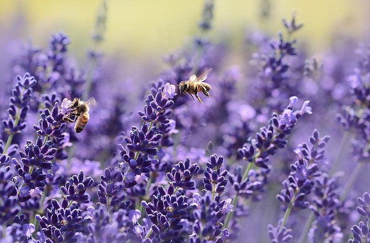 ลาเวนเดอร์ผึ้งแมลงภู่และลาเวนเดอร์พืชธรรมชาติดอกไม้สีม่วงฤดูร้อนลาเวนเดอร์แมลงผึ้ง, วอลล์เปเปอร์ HD