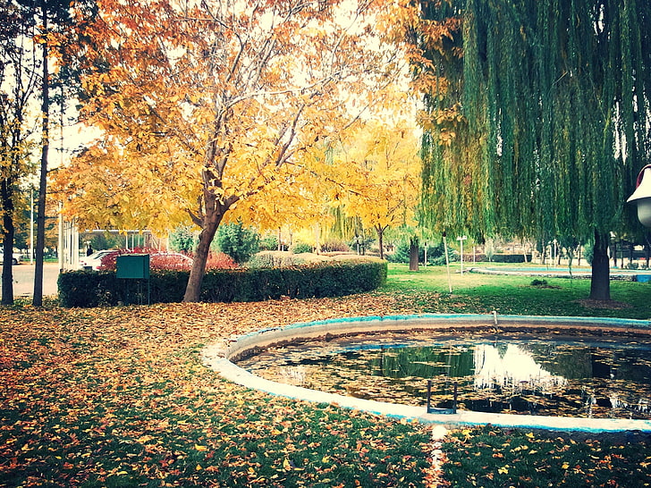 arbre à feuilles jaunes, Iran, Kermanshah, automne, arbres, nature, Fond d'écran HD