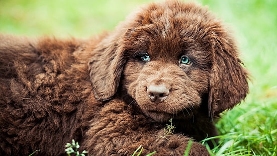 длинношерстный коричневый щенок, животные, ньюфаундленд, собака, HD обои HD wallpaper