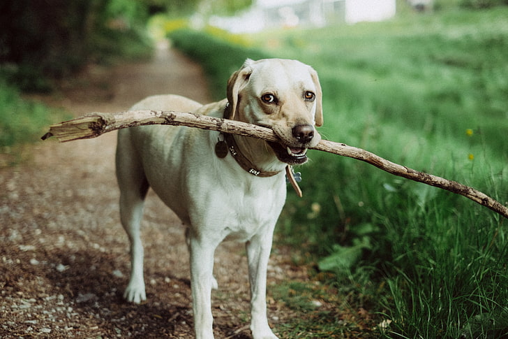 manteau à poil court Labrador retriever, chien, museau, bâton, Fond d'écran HD