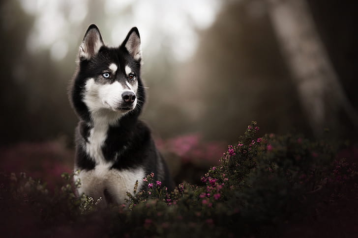 大人の白と黒のシベリアンハスキー ティルトシフト写真 サハリンハスキー 異色症 動物 犬 自然の黒のシベリアンハスキーの子犬 Hdデスクトップの壁紙 Wallpaperbetter