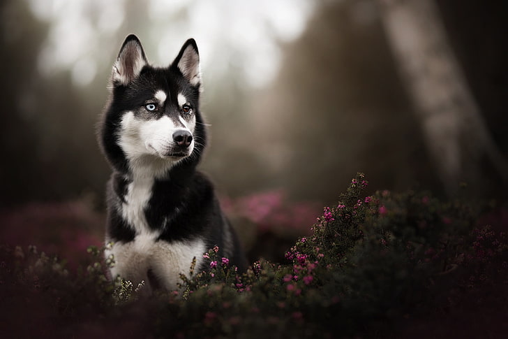 възрастно бяло и черно сибирско хъски, черно кученце сибирско хъски в фотография с наклонна смяна, сахалинско хъски, хетерохромия, животни, куче, природа, HD тапет