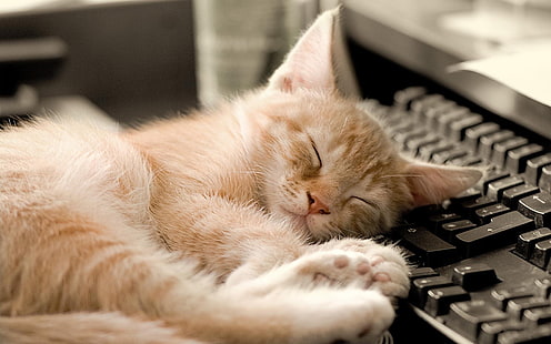 猫、寝ている、キーボード、 HDデスクトップの壁紙 HD wallpaper