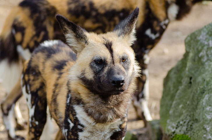 anjing liar afrika, hewan, close up, anjing, pictus lycaon, margasatwa, Wallpaper HD