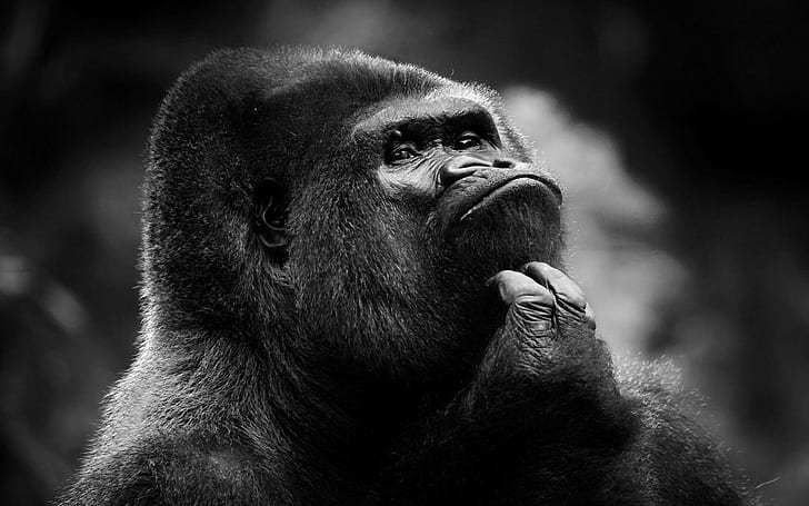 gorilas, HD papel de parede