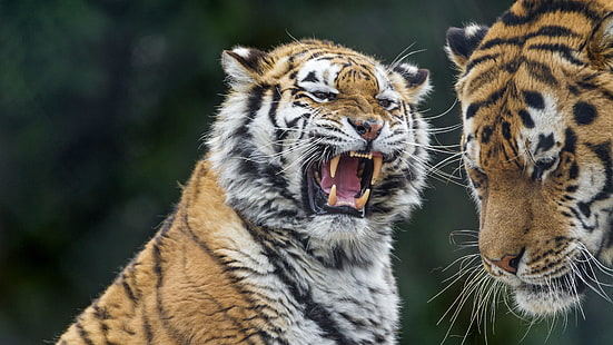 fauna selvatica, tigre, mammifero, animale terrestre, barba, arrabbiato, grandi felini, ruggito, Sfondo HD HD wallpaper