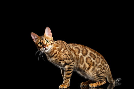 Katzen, Bengalkatze, Katze, HD-Hintergrundbild HD wallpaper