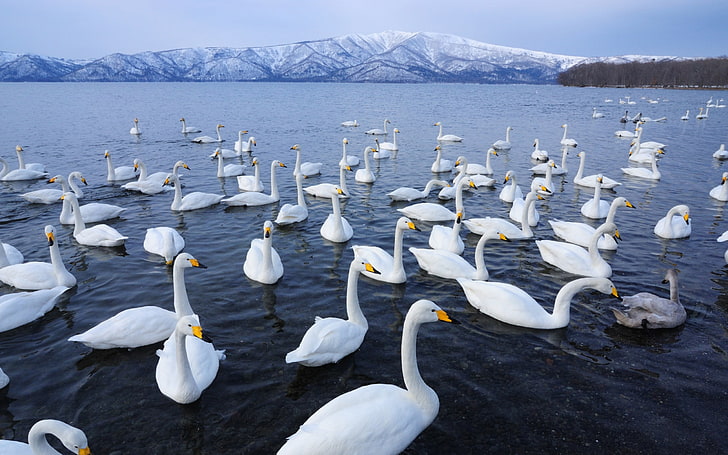 flock, swans, HD wallpaper