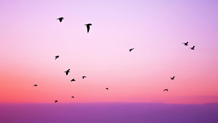 небе, лилаво небе, миграция, птица, сутрин, миграция на птици, изгрев, спокойствие, птици, зора, хоризонт, HD тапет