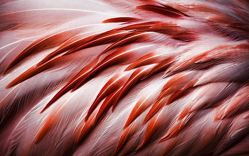 Bird, flamingo feathers, Bird, Flamingo, Feathers, HD wallpaper HD wallpaper