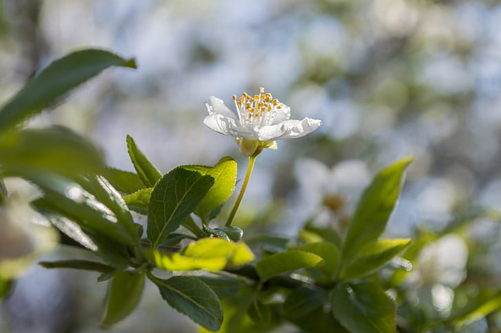 Herbarium, Frühling, HD-Hintergrundbild