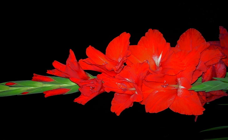 red flowers, gladiolus, flower, bright, black background, HD wallpaper