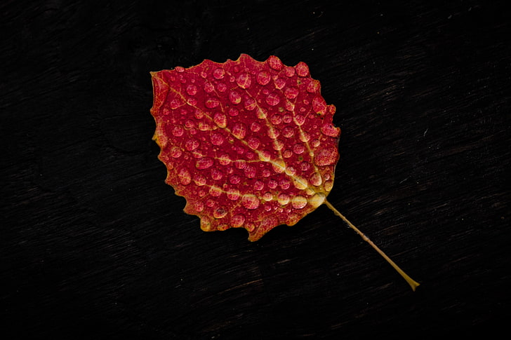 red leaf, leaf, drop, red, HD wallpaper