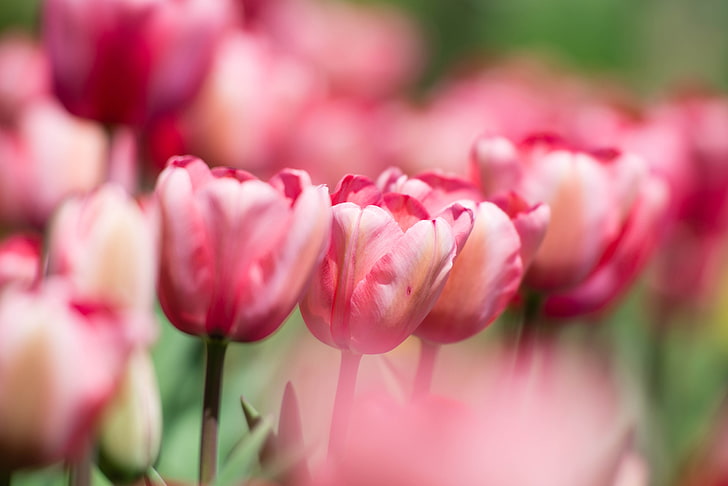 Bokeh, Spring, Blossom, 5K, Tulips, HD wallpaper