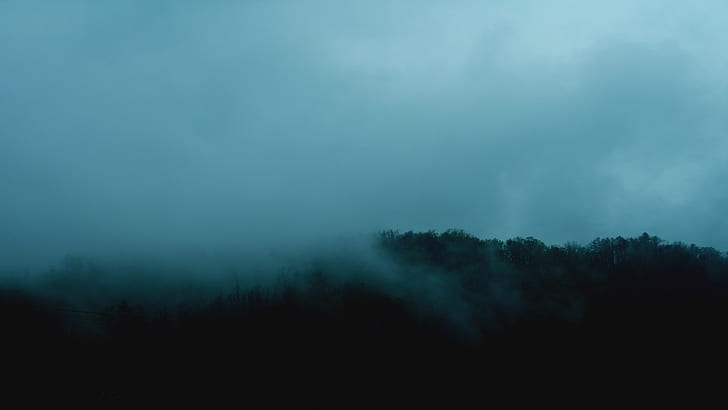 forêt, brume, matin, Fond d'écran HD