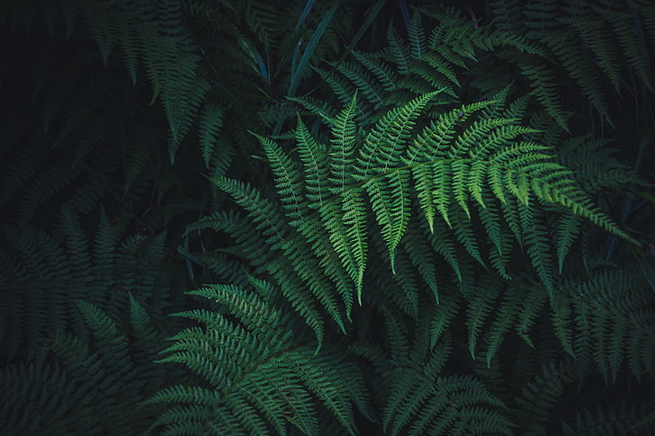 tanaman berdaun hijau, pakis, daun, hijau, tanaman, ukiran, Wallpaper HD
