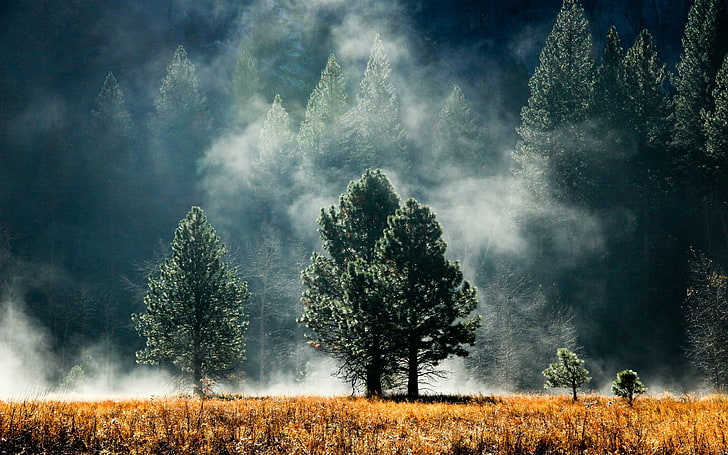 grünblättriger Baum, Nebel, Wald, Sonnenlicht, Natur, Landschaft, Bäume, Gras, Rauch, HD-Hintergrundbild