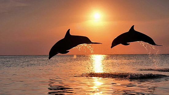 делфини, делфини, море, залез, вода, животни, HD тапет HD wallpaper