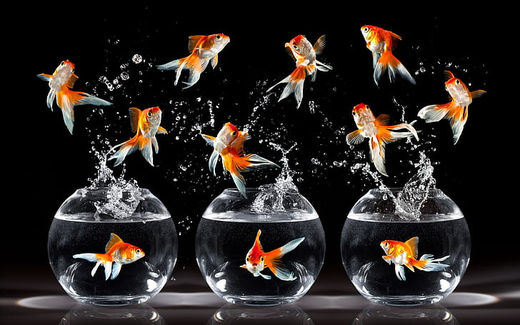 Goldfish dança, salto, respingos de água, Goldfish, dança, salto, água, respingo, HD papel de parede